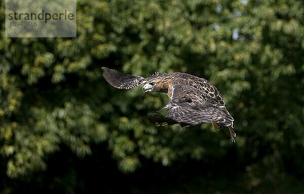 Rotschwanzbussard (buteo jamaicensis)  ERWACHSENE IM FLUG