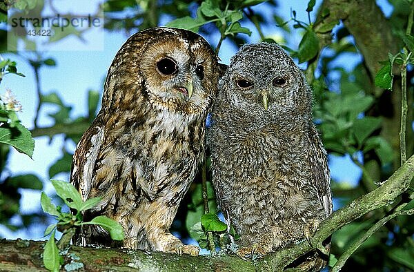 Waldkauz (strix aluco)  Erwachsener mit Jungtier  Normandie