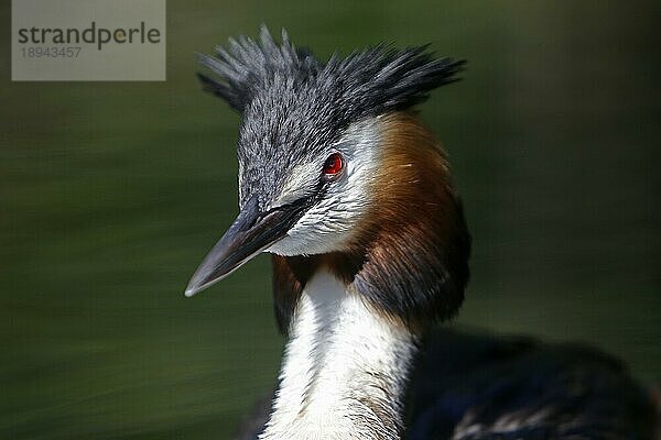 Haubentaucher (podiceps cristatus)  Porträt eines Erwachsenen  Pyrenäen in Südfrankreich