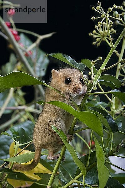 Haselmaus (muscardinus avellanarius)  erwachsen und Beeren  Normandie