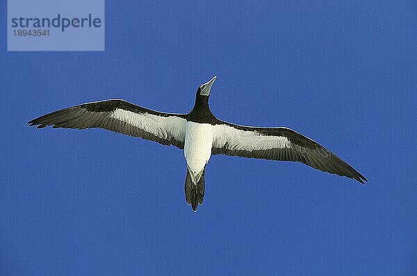 BROWN BOOBY (sula leucogaster)  ERWACHSENE IM FLUG  AUSTRALIEN