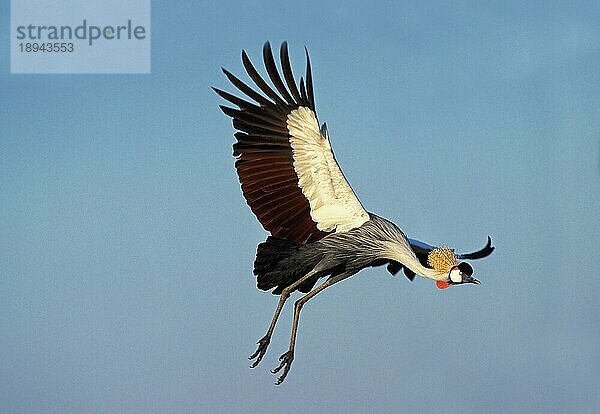 Grauscheitelkranich (balearica regulorum)  Erwachsener im Flug  Masai Mara Park in Kenia