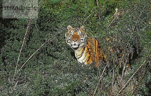 Königstiger (panthera tigris tigris)  ERWACHSENER