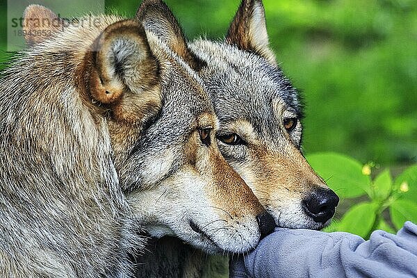 Zwei von Hand aufgezogene Wölfe (Canis lupus)  captive  Miteinander von Mensch und Wolf  Handaufzucht  Kontakt  Information  Symbolfoto  Wolfsprojekt im Wisentgehege Springe  Niedersachsen  Deutschland  Europa