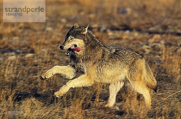 NORDAMERIKANISCHER Mackenzie-Wolf (canis lupus occidentalis)  ERWACHSENER LAUFEND  KANADA