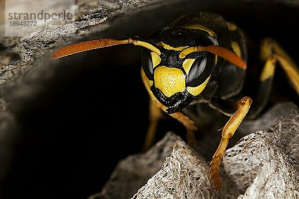 Gemeine Wespe (vespula vulgaris)  Erwachsener auf Nest  Normandie