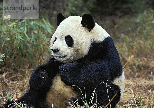 Großer Panda (ailuropoda melanoleuca)  ERWACHSEN  WOLONG-RESERVAT IN CHINA