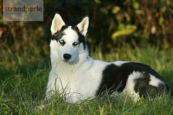 SIBERIA HUSKY/4 MONATE ALT