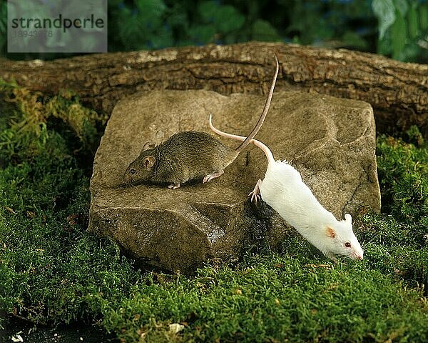 Hausmaus (mus musculus) und Weiße Maus  Erwachsene auf Stein