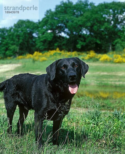 Schwarzer Labrador Retriever Hund  Erwachsener stehend auf Gras