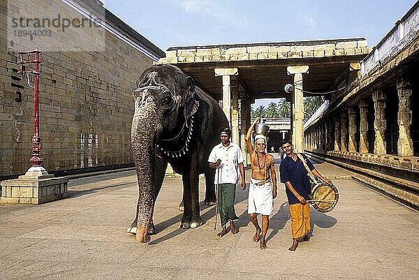 Der Priester  der das heilige Wasser des Flusses Kollidam auf seinem Kopf trägt  zusammen mit dem Tempelelefanten und dem Tempelmusiker für das Götterbad Thirumanjanam im Jambukeshwara-Tempel in Thiruvanaikaval Thiruvanaikoil nahe Tiruchchirappalli Trichy  Tamil Nadu  Südindien  Indien  Asien. Pancha Bhoota Shiva Sthala  Wasser  Asien