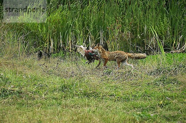 Rotfuchs (vulpes vulpes)  Erwachsener mit einer Beute  einem Fasan  Normandie