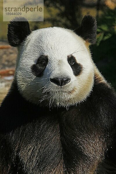 Großer Panda (ailuropoda melanoleuca)  Porträt eines Erwachsenen