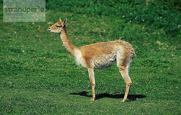 Vikunja  lama vicugna  Erwachsener stehend auf Gras