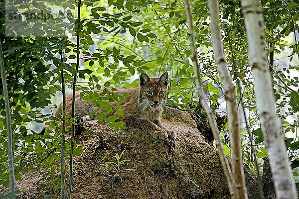 SIBERISCHER LYNX (lynx lynx wrangeli)  ERWACHSENER LAYING DOWN