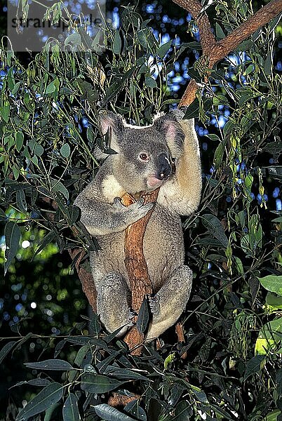 KOALA (phascolarctos cinereus)  ERWACHSENER IM BAUM STEHEND  AUSTRALIEN