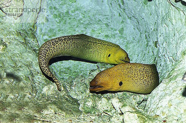 Moray  Erwachsene  Australien  Ozeanien