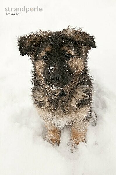 Deutscher Schäferhund langhaariger  langhaariger Welpe  neun (9) Wochen alt  sitzt im Schnee