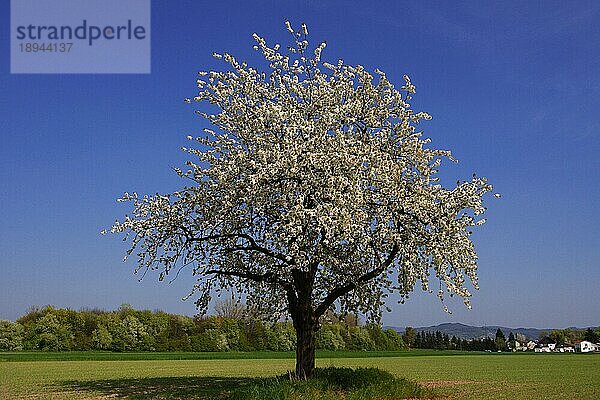 Birnbaum  Wildbirne (Pyrus pyraster) Birnenbaum