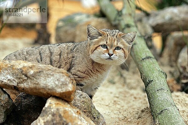 Sand Cat (felis margarita)  Erwachsene Menge Steine