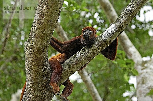 Roter Brüllaffe (alouatta seniculus)  Erwachsener im Baum  Los Lianos in Venezuela