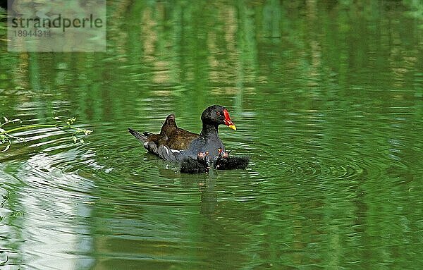 Teichralle (gallinula chloropus) ODER EUROPÄISCHES MORCHEN  ERWACHSENER MIT CHIK  NORMANDISCH IN Frankreich