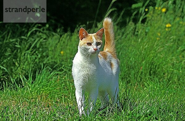 ROT-WEISSE KATZE  ERWACHSEN  SCHAUT SICH IM GRAS UM