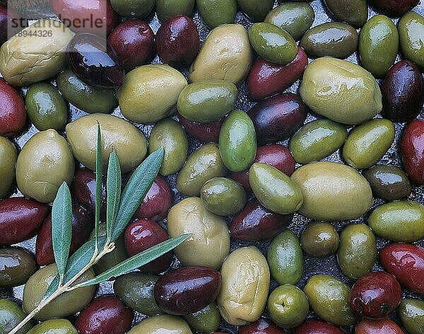Different kinds of Olives (Olea)  Verschiedenen Sorten von Oliven  Olive