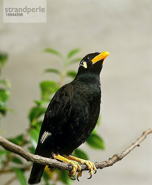 Bergmaina (gracula religiosa)  Erwachsener auf Ast