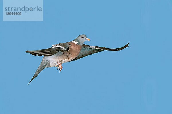 Ringeltaube (columba palumbus)  Erwachsene im Flug gegen blauen Himmel  Normandie