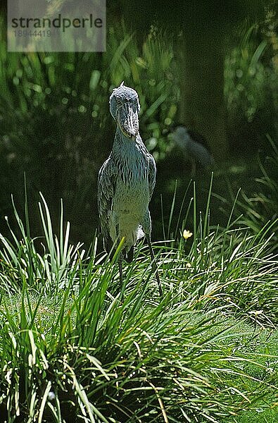 Schuhschnabelstorch (balaeniceps rex) oder Walfischkopfstorch  erwachsen