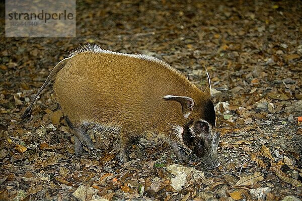 Red River Hog oder Buschschwein (potamochoerus porcus)  Erwachsener