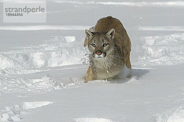 Puma (puma concolor)  ERWACHSENER LÄUFT DURCH DEN SCHNEE  MONTANA