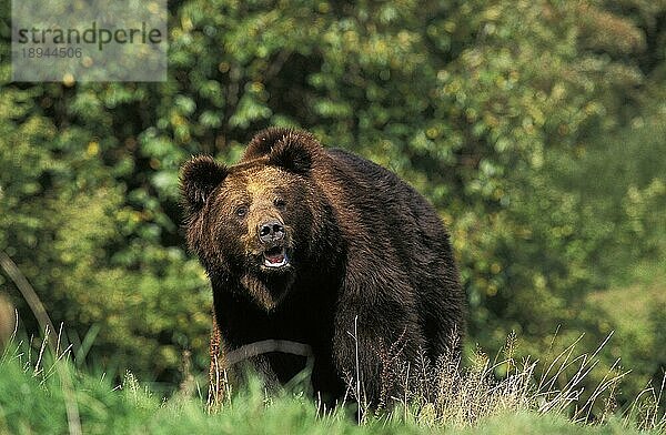 BRAUNBÄR (ursus arctos)  ERWACHSENER IM GRAS STEHEND