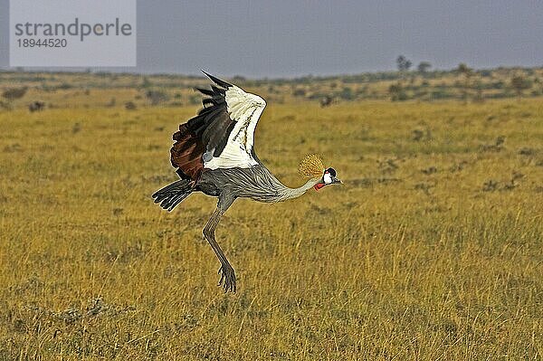 Grauscheitelkranich (balearica regulorum)  Erwachsener im Flug  Masai Mara Park in Kenia