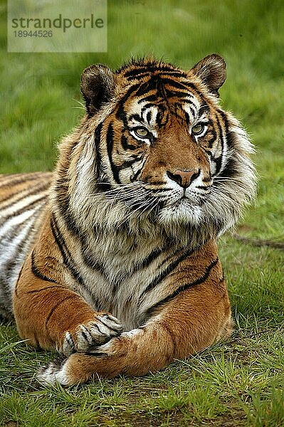 Sumatra-Tiger (panthera tigris sumatrae)  Porträt eines Erwachsenen