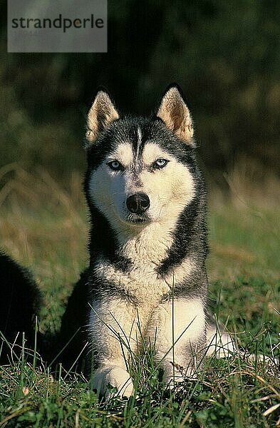 SIBIRISCHER HUSKY  ERWACHSEN  LIEGT IM GRAS