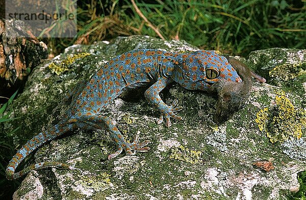 Tokay Gecko (gekko gecko)  Erwachsener frisst Maus