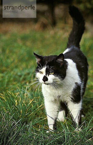 Schwarze und weiße Hauskatze  erwachsen  stehend auf Gras