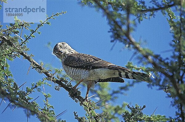 DICKINSON'S KESTREL (falco) dickinsoni  ERWACHSENER AUF ACACIA BRANCHE  KENIA