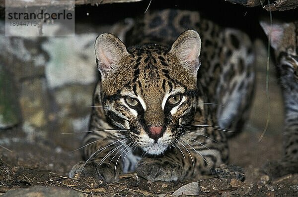 Ozelot (leopardus pardalis)  Erwachsener