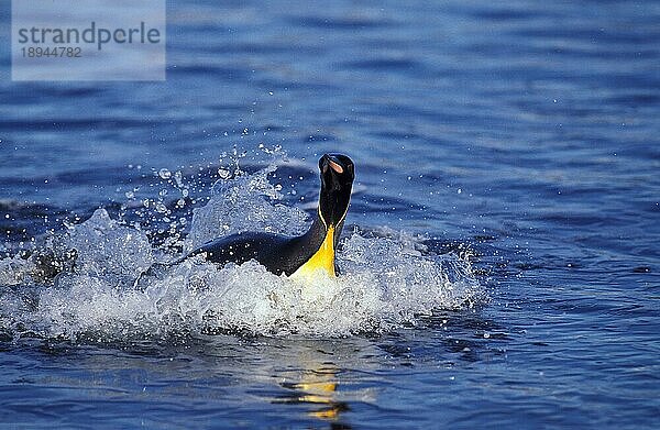 Königspinguin (aptenodytes) patagonica  Erwachsener im Meer  Kolonie bei Salisbury Plain  Südgeorgien