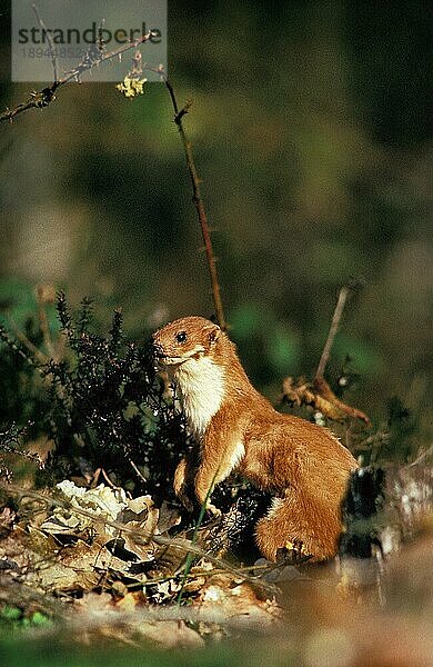 Mauswiesel (mustela nivalis)  ERWACHSENER MIT HINTERBeinen stehend