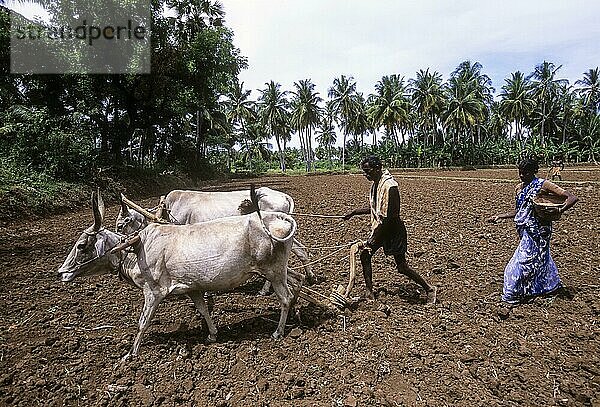 Die traditionellen Kultursorten  die sie über Generationen hinweg aus den Hauptkulturen ihres landwirtschaftlichen Systems angebaut haben  Indien  Asien