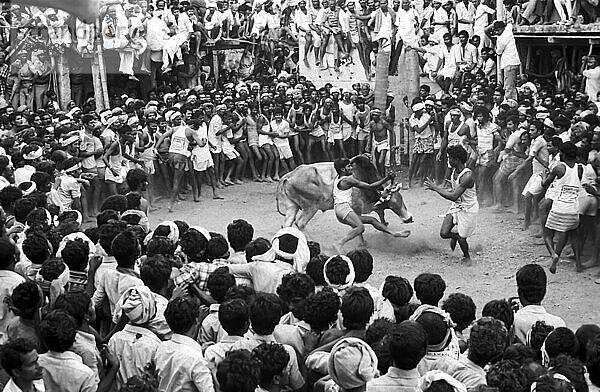 Schwarz-Weiß-Foto  Jallikattu oder Stierzähmung während des Pongal-Festes in Alanganallur bei Madurai  Tamil Nadu  Indien  Asien