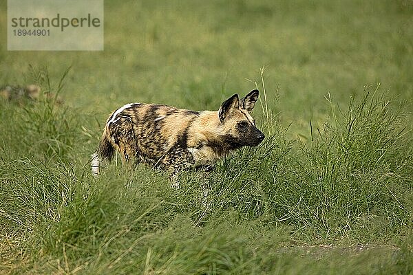 AFRIKANISCHER WILDHUND (lycaon pictus)  ERWACHSENER STEHEND IM LANGEN GRAS  NAMIBIA