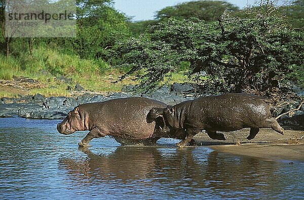 HIPPOPOTAMUS (hippopotamus amphibius)  ERWACHSENE IM WASSER  MASAI MARA PARK IN KENIA