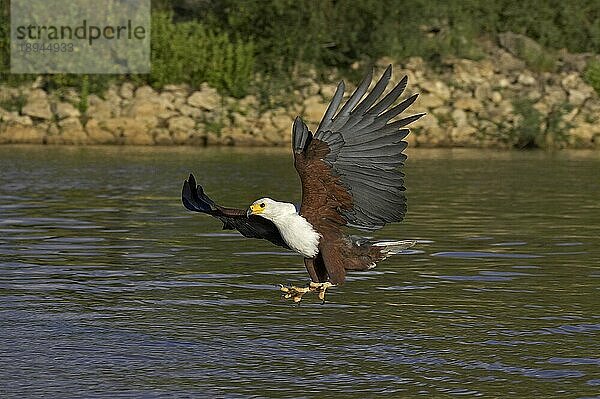 Afrikanischer Fischadler (haliaeetus vocifer)  Erwachsener im Flug  Fischen  Baringo See in Kenia