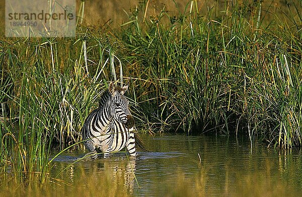 BURCHELL'S ZEBRA (equus burchelli)  ERWACHSENER IM WASSERLOCH STEHEND  KENIA