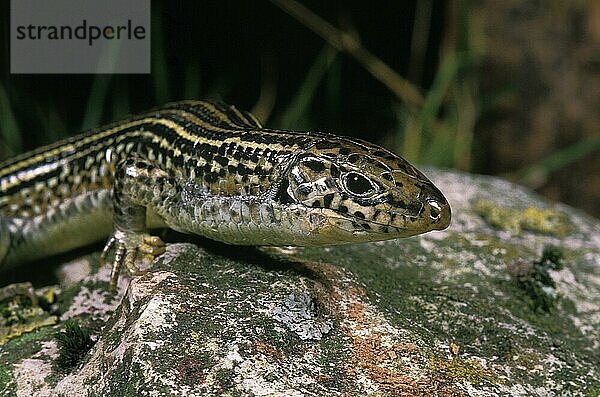 Kragenechse  zonosaurus ornatus  Erwachsener auf Stein